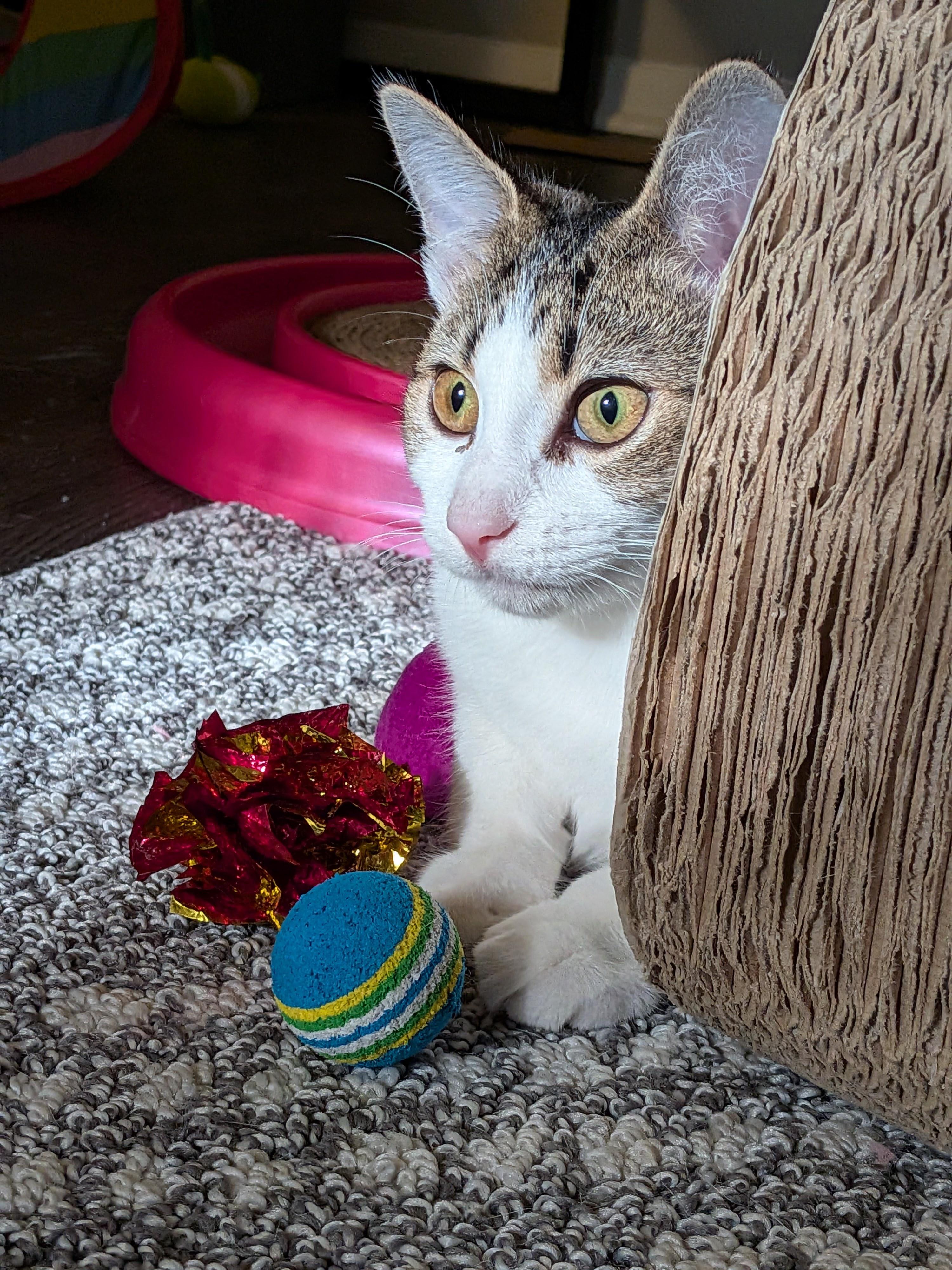Enlarge Egg (The Breakfast Club), a Adoptable mixed breed in Tucker, GA image 2/6