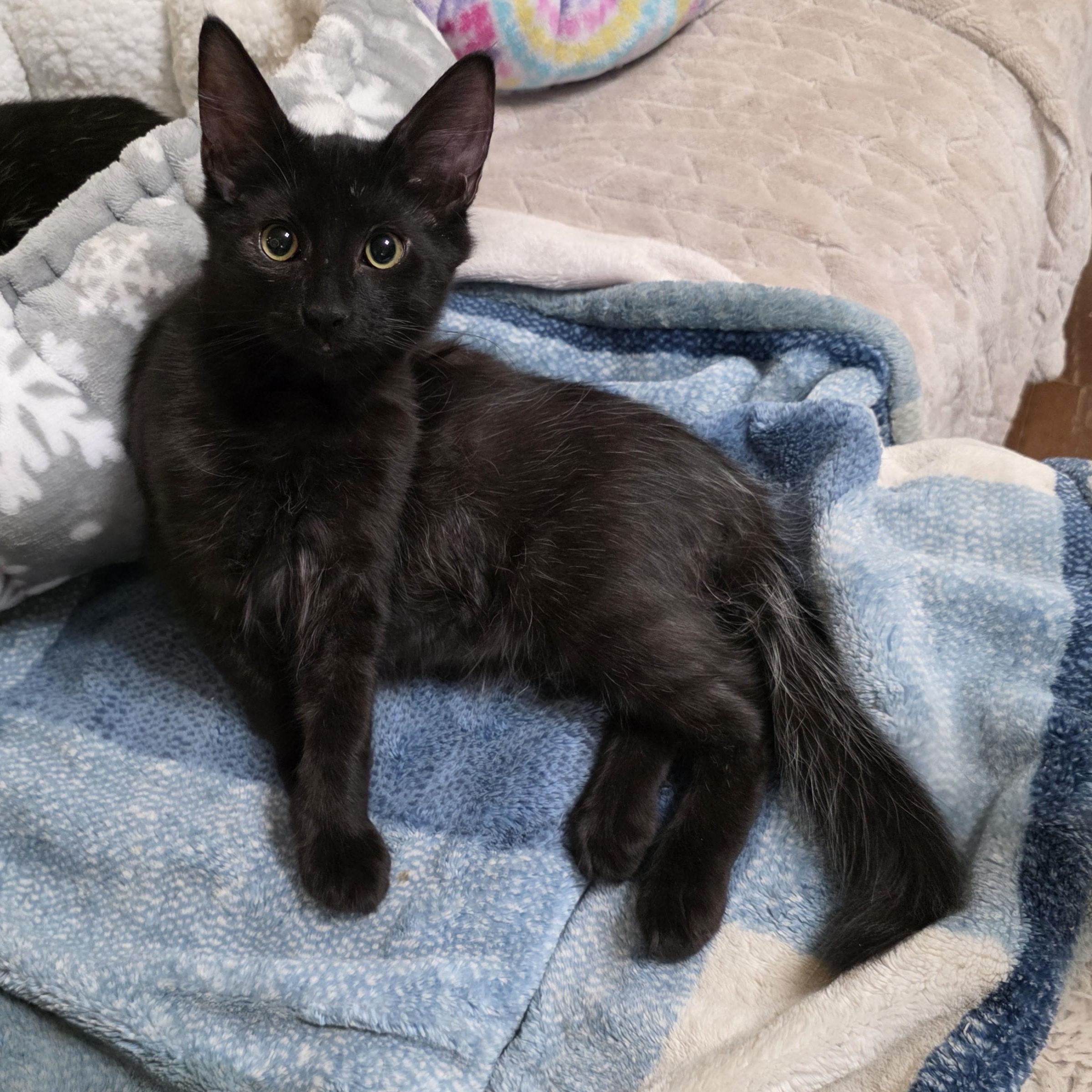 Oviedo, Adopted, Kitten Male Domestic Long Hair.
