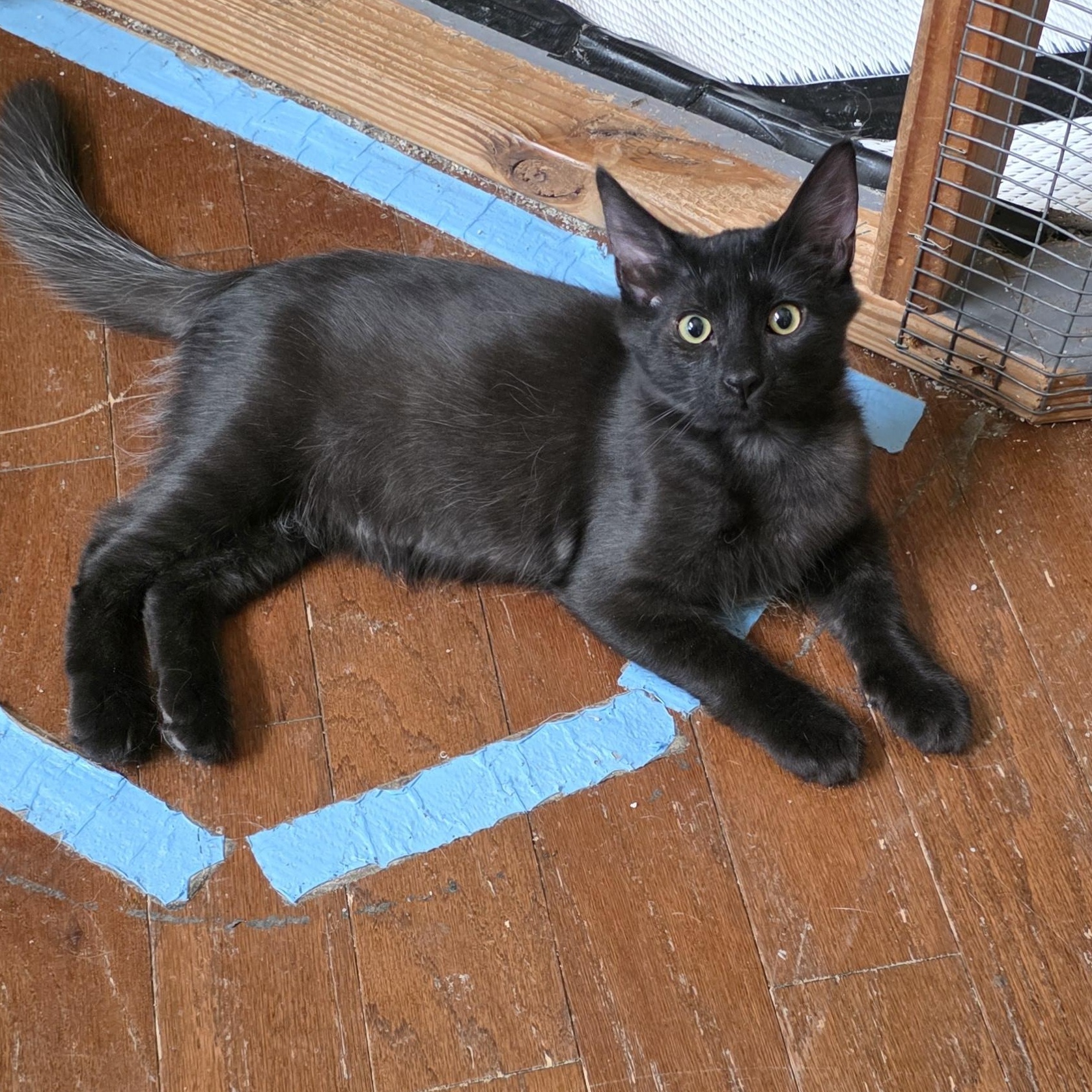 Enlarge Oviedo, a Adopted Domestic Long Hair in Litchfield Park, AZ image 2/3