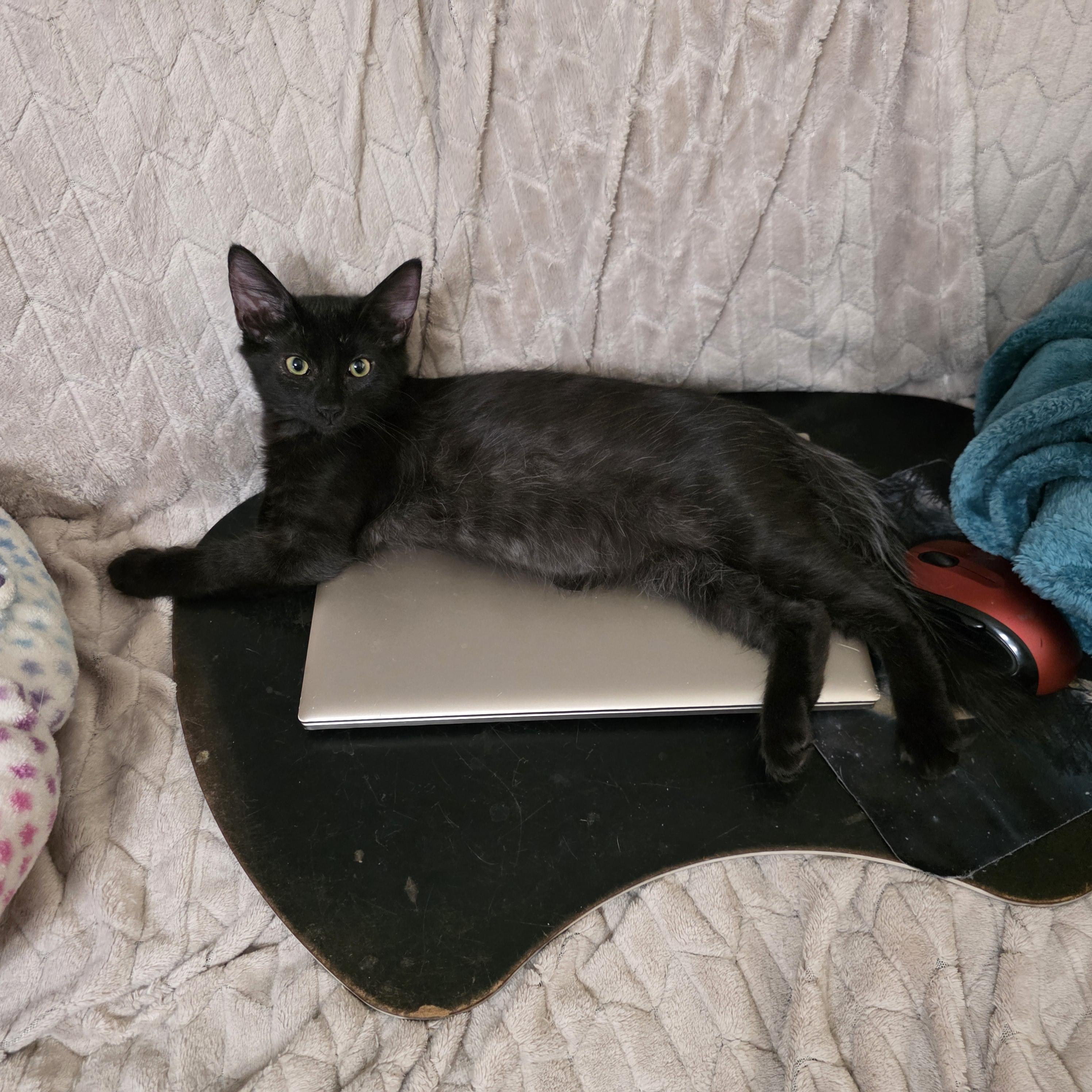 Enlarge Oviedo, a Adopted Domestic Long Hair in Litchfield Park, AZ image 3/3