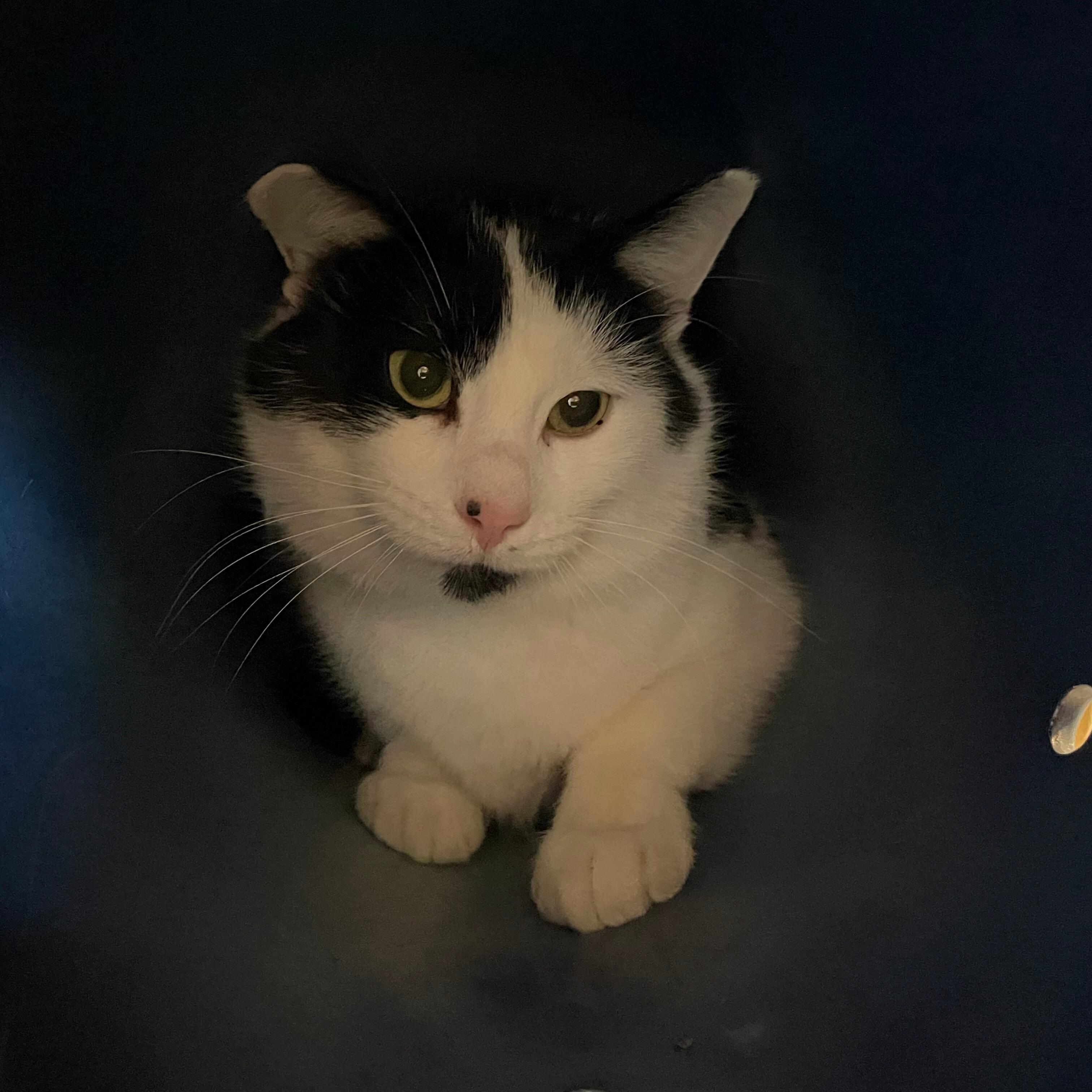 Enlarge Clinger, a Adoptable Domestic Short Hair in Renfrew, PA image 3/4