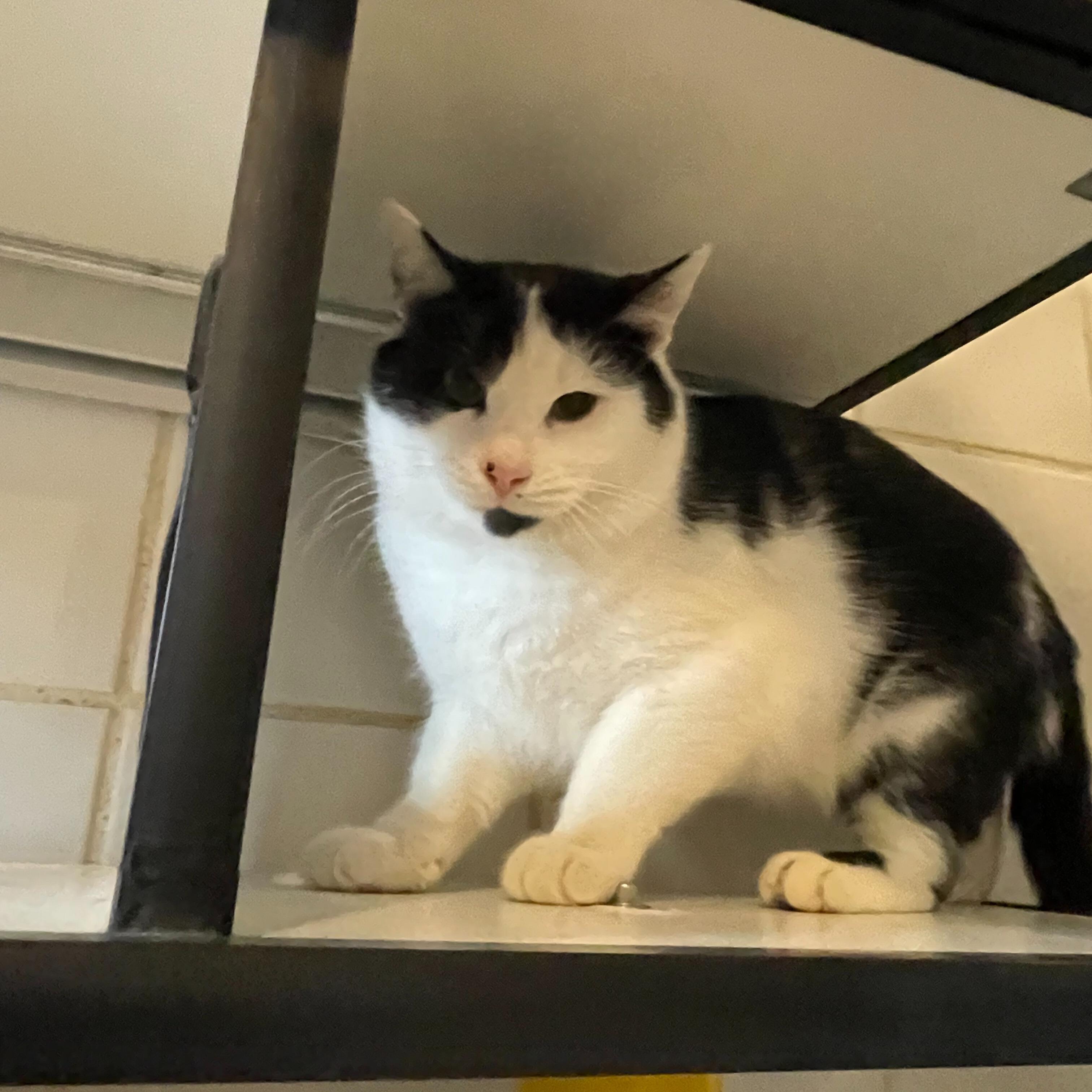 Enlarge Clinger, a Adoptable Domestic Short Hair in Renfrew, PA image 2/4