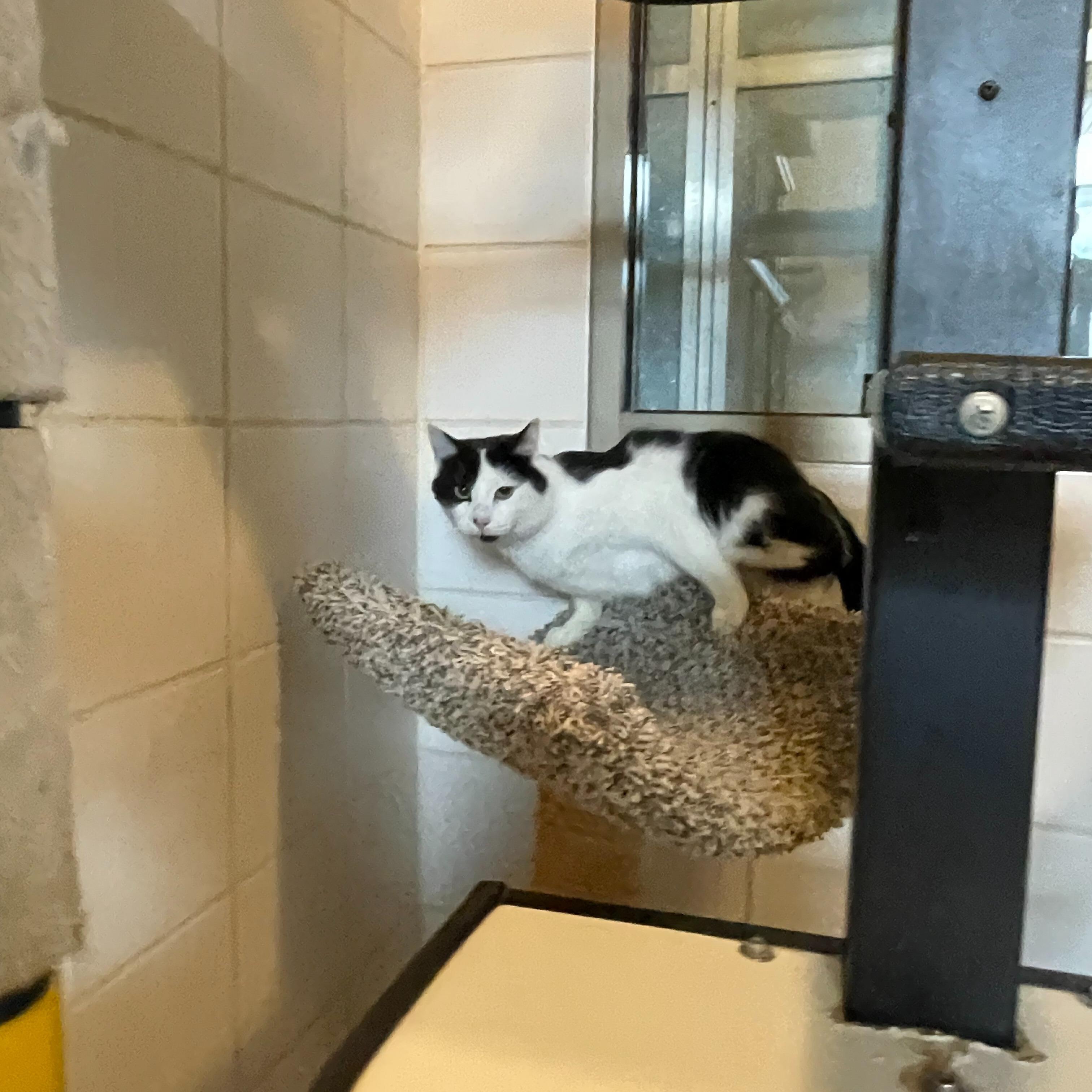 Enlarge Clinger, a Adoptable Domestic Short Hair in Renfrew, PA image 4/4