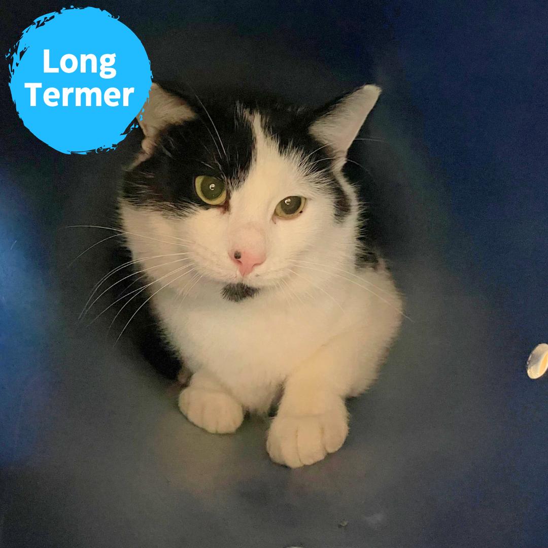 Enlarge Clinger, a Adoptable Domestic Short Hair in Renfrew, PA image 1/4