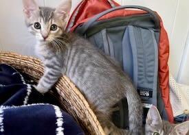 Fred & Oliver, a Adoptable Tabby in Portland, OR image 3/5