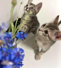 Fred & Oliver, Adoptable, Kitten Male Tabby.