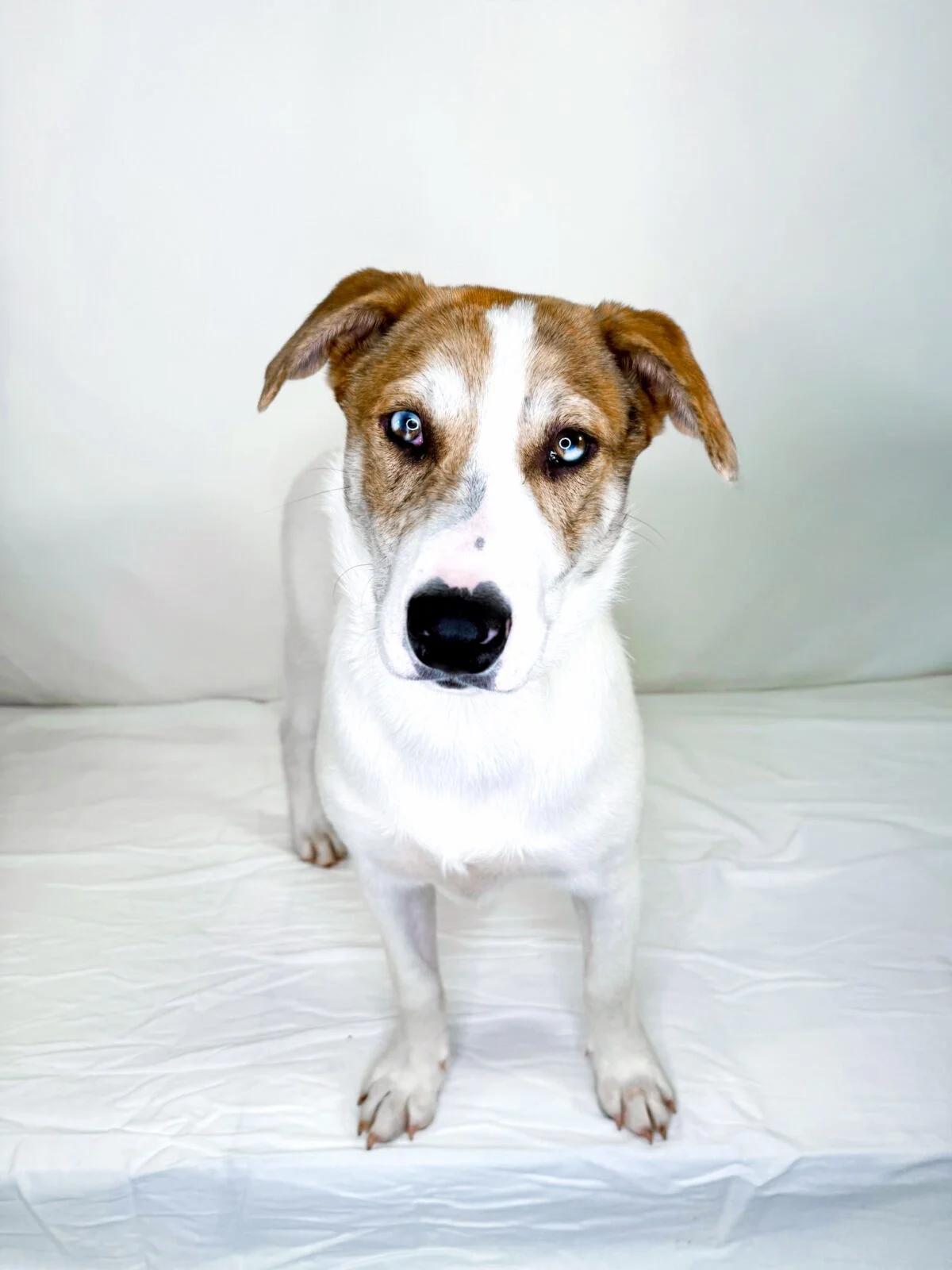 Enlarge Zuko, a Adoptable mixed breed in Bixby, OK image 2/5