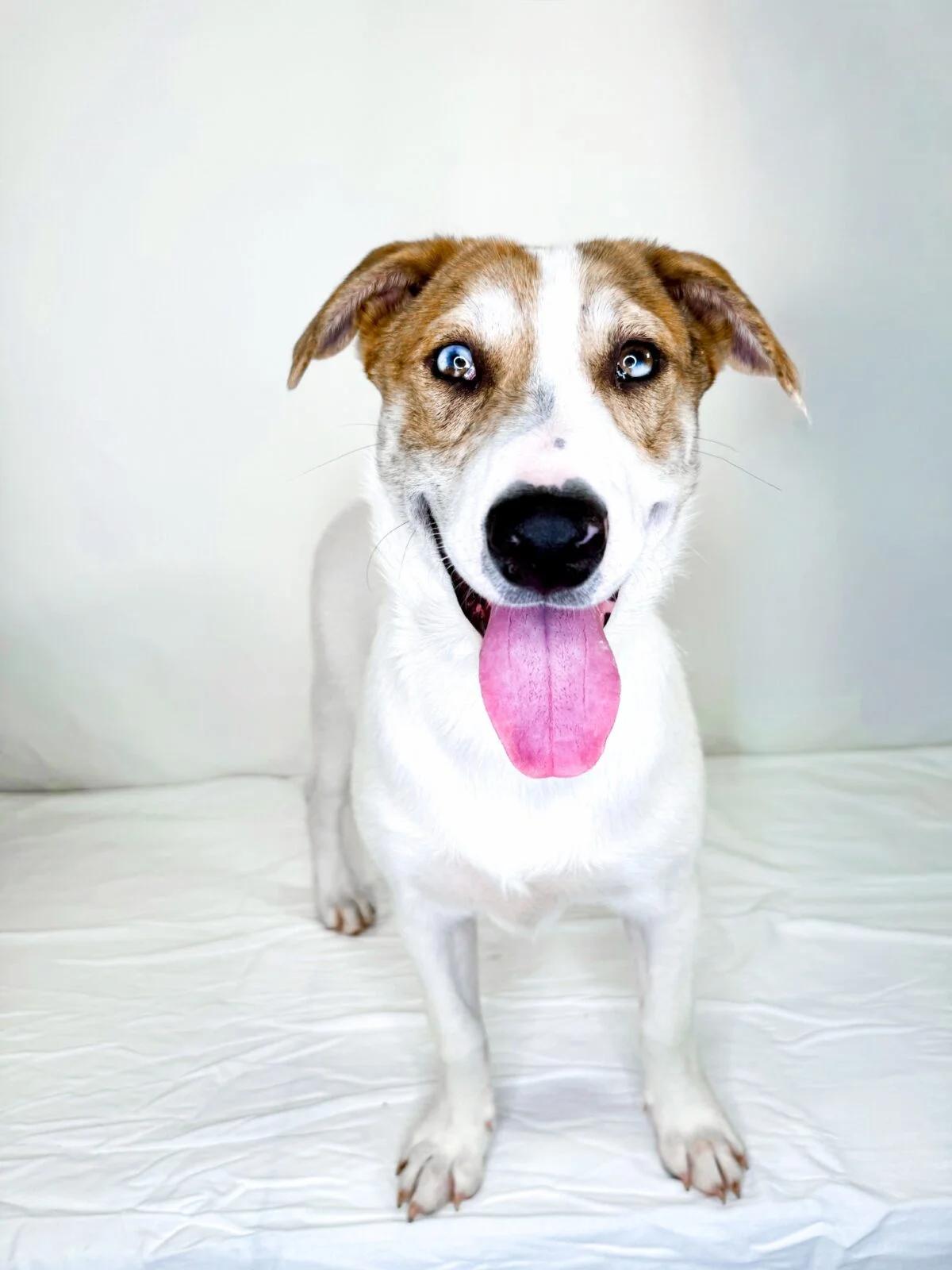 Zuko, Adoptable, Young Male Husky.