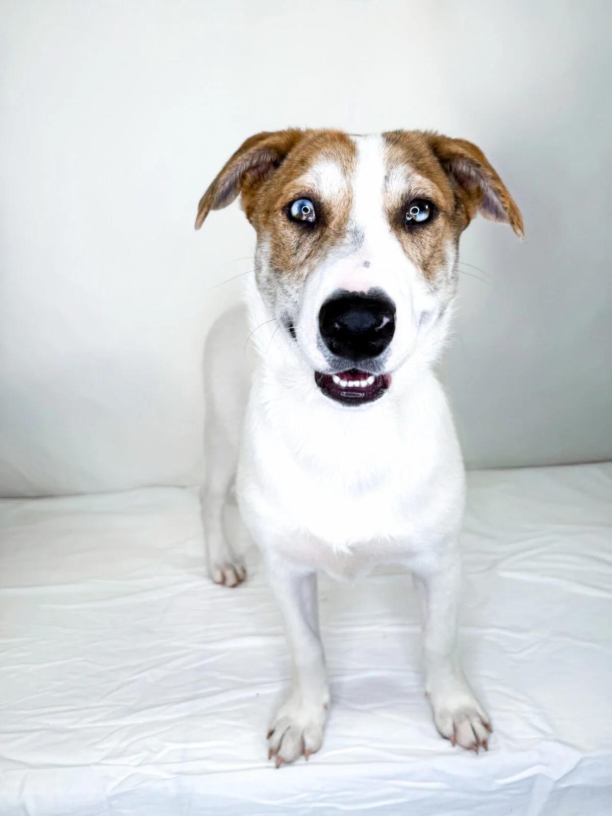 Enlarge Zuko, a Adoptable mixed breed in Bixby, OK image 3/5