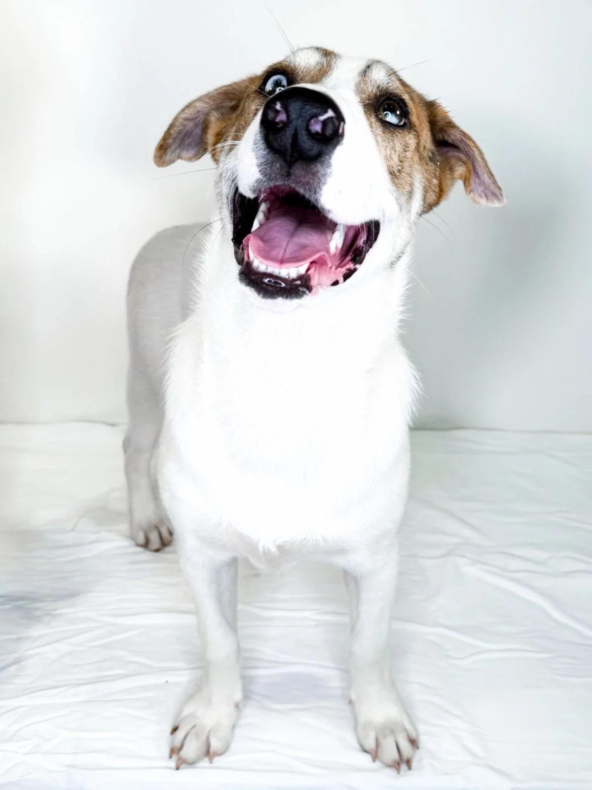 Enlarge Zuko, a Adoptable mixed breed in Bixby, OK image 5/5