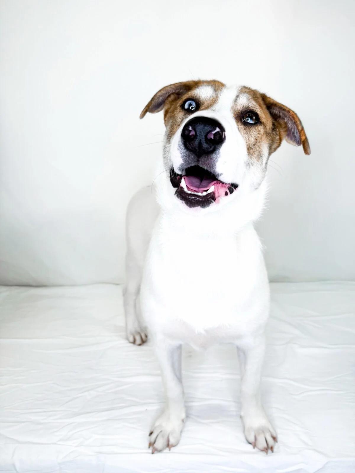 Enlarge Zuko, a Adoptable mixed breed in Bixby, OK image 4/5