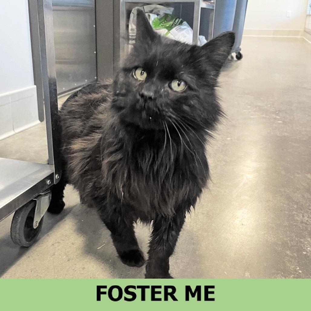 Milk, Adoptable, Senior Male Domestic Long Hair.