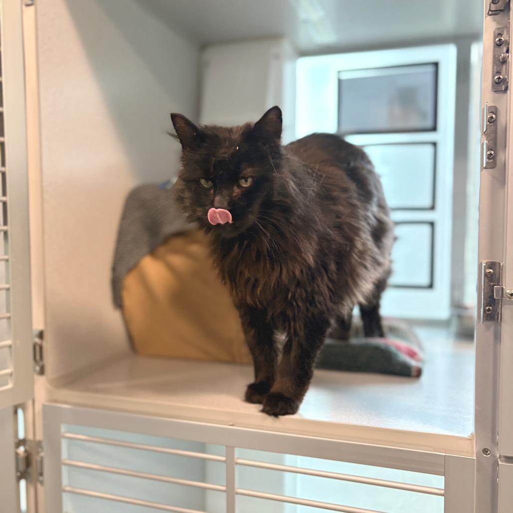 Milk, Adoptable, Senior Male Domestic Long Hair.