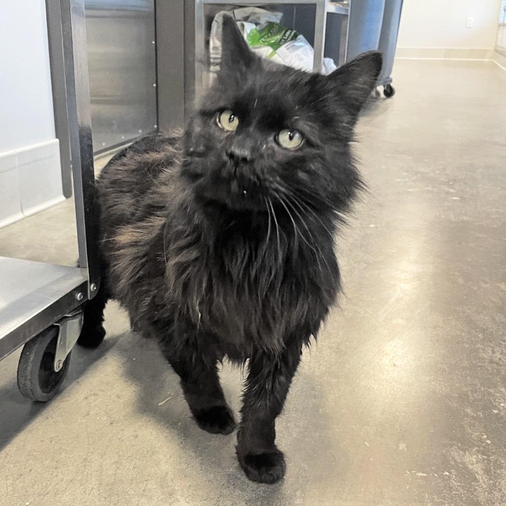 Enlarge Milk, a Adoptable Domestic Long Hair in Hailey, ID image 2/2