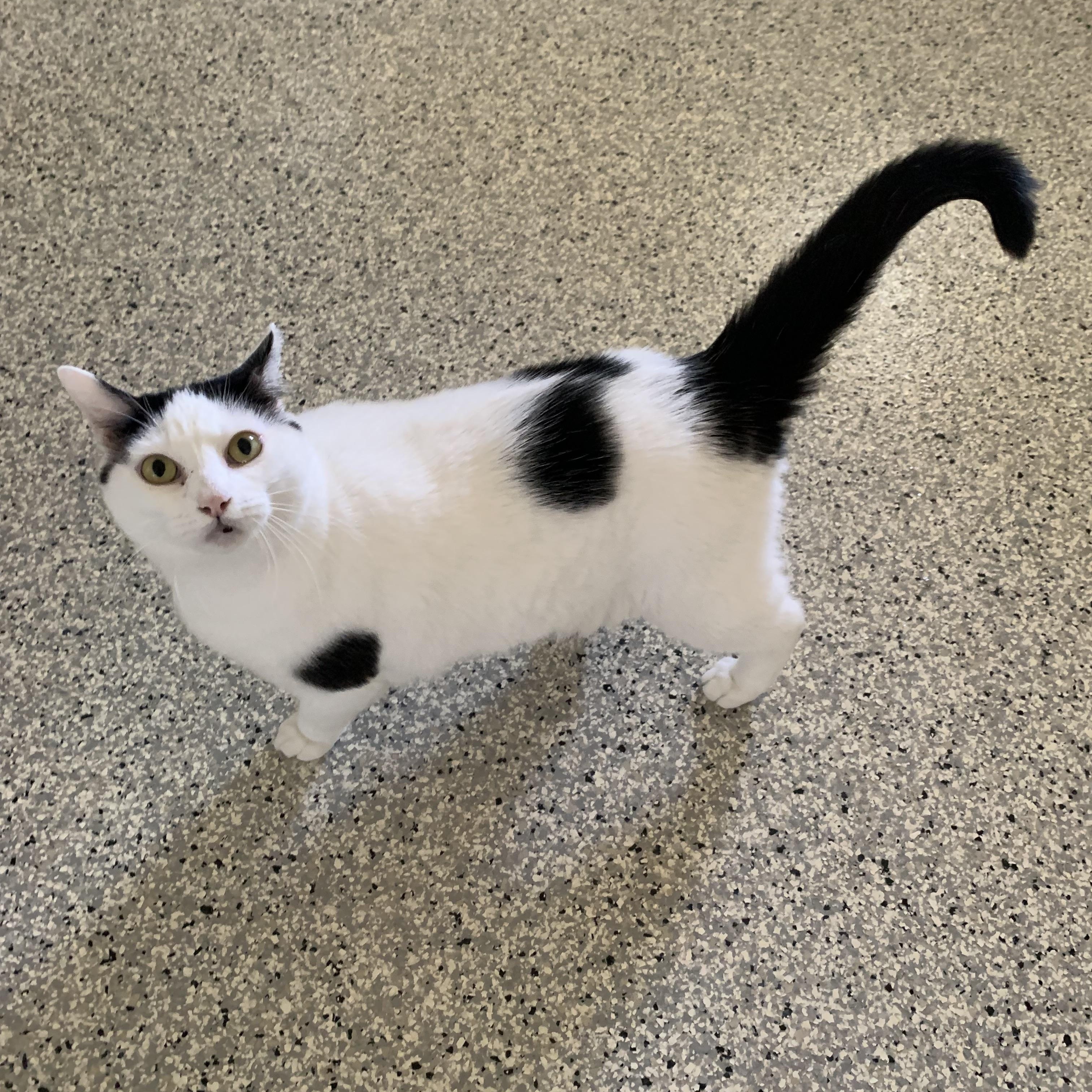 Clover, a Adoptable Domestic Short Hair in Lincoln, IL image 2/3