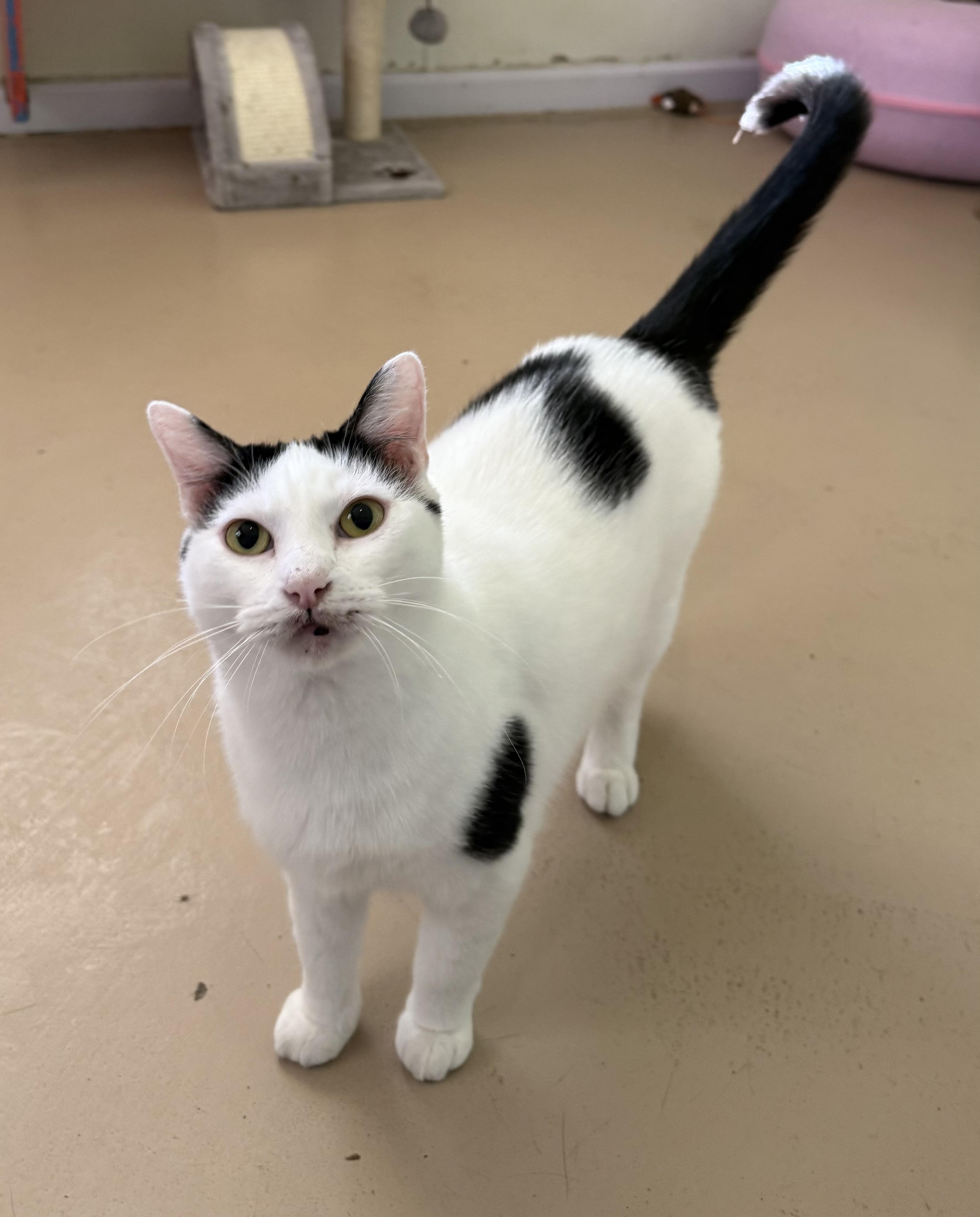 Clover, Adoptable, Young Female Domestic Short Hair.