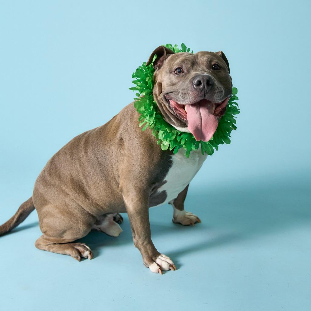 Gunner, Adoptable, Adult Male Pit Bull Terrier.