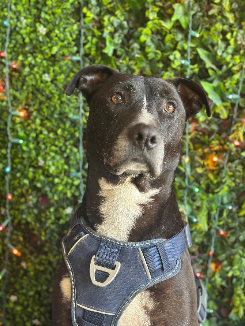 Enlarge Cash, a Adoptable mixed breed in Scottsdale, AZ image 1/1