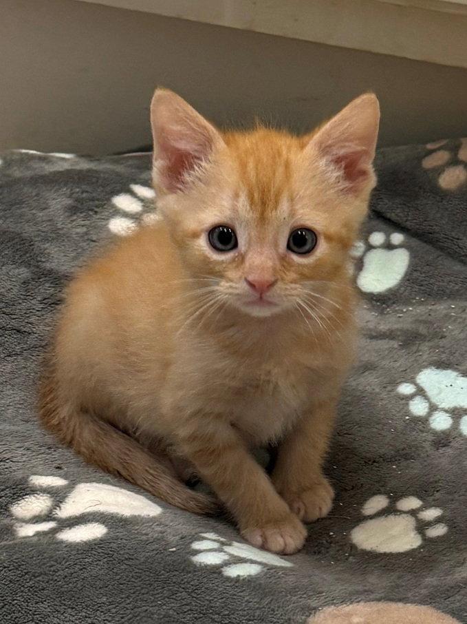 Griffin 26, Adoptable, Kitten Male Domestic Short Hair.