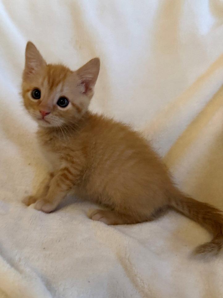 Enlarge Griffin 26, a Adoptable Domestic Short Hair in Nashville, TN image 2/3