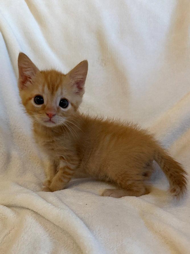 Enlarge Griffin 26, a Adoptable Domestic Short Hair in Nashville, TN image 3/3