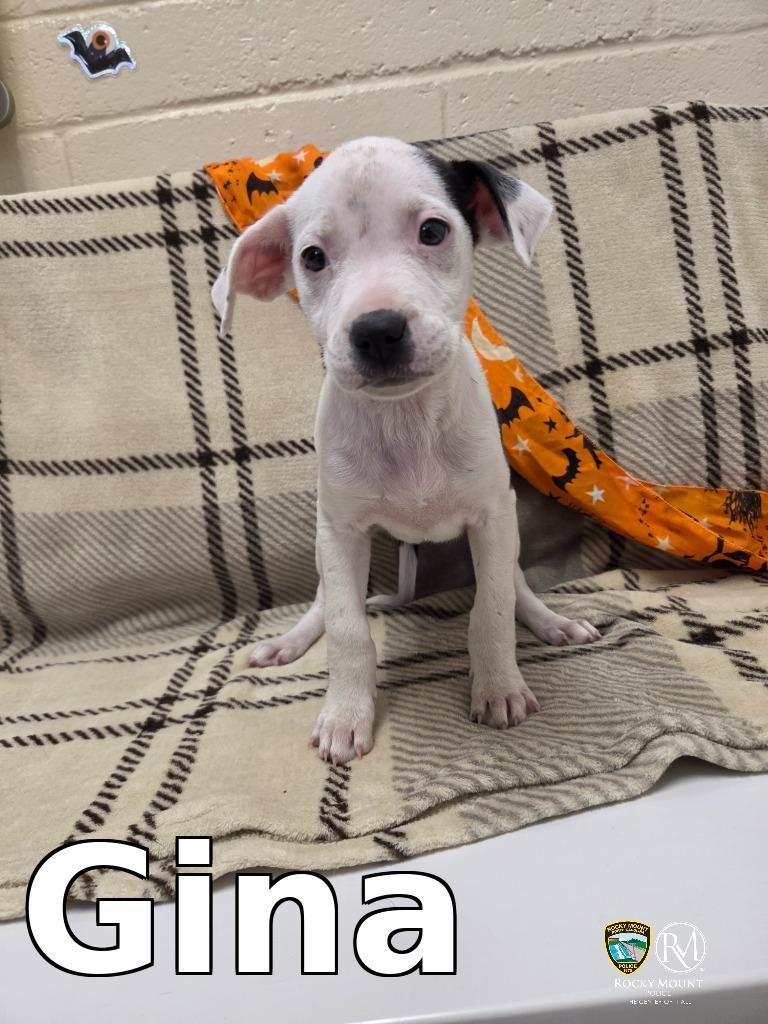 Enlarge Gina, a Adoptable Pit Bull Terrier in Rocky Mount, NC image 1/1