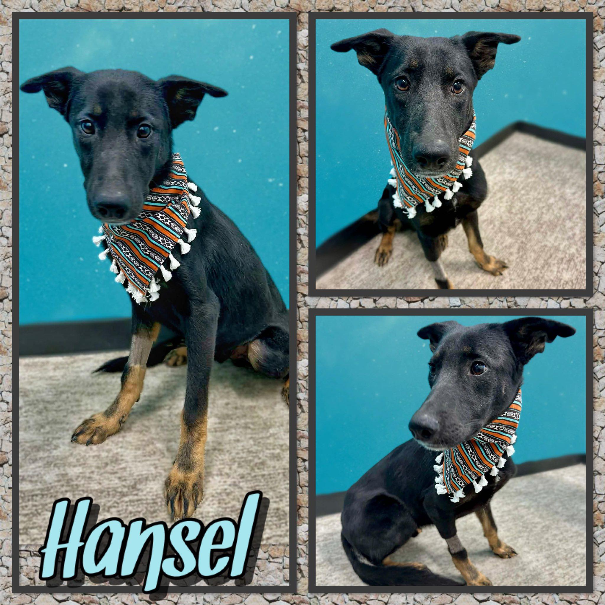 Hansel, ADOPTABLE, Adult Male German Shepherd Dog.