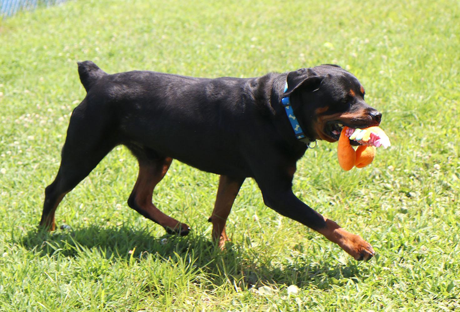 Wookie (AO36962), a ADOPTABLE Rottweiler in Kansas City, KS image 6/6