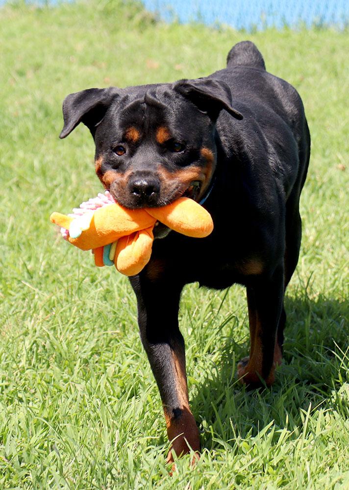 Wookie (AO36962), a ADOPTABLE Rottweiler in Kansas City, KS image 2/6
