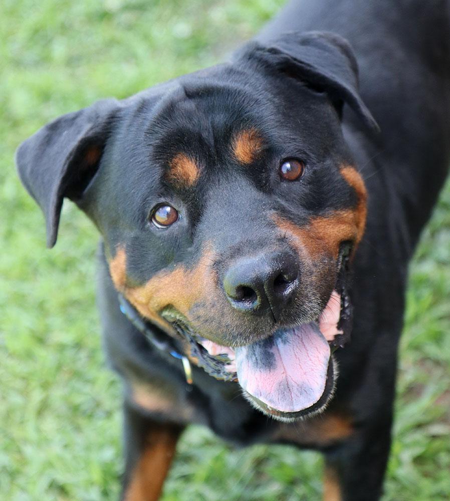Wookie (AO36962), a ADOPTABLE Rottweiler in Kansas City, KS image 1/6