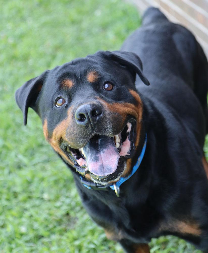 Wookie (AO36962), a ADOPTABLE Rottweiler in Kansas City, KS image 3/6