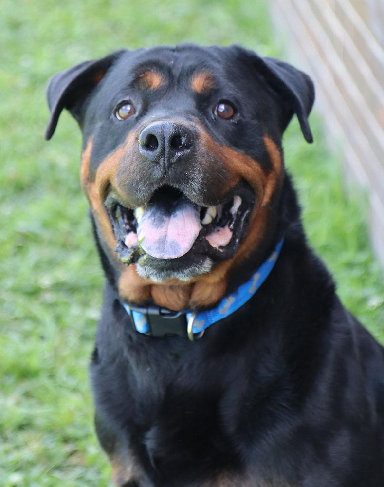 Wookie (AO36962), a ADOPTABLE Rottweiler in Kansas City, KS image 5/6