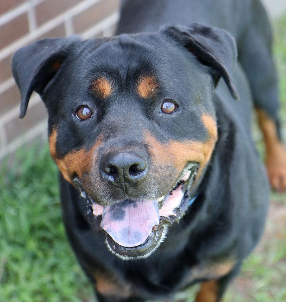 Wookie (AO36962), a ADOPTABLE Rottweiler in Kansas City, KS image 4/6
