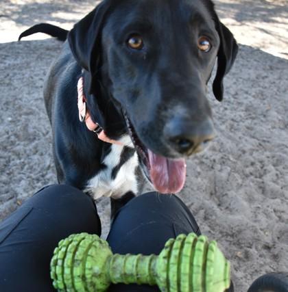 Gus, adoptable, Young Male Great Dane & Black Labrador Retriever.