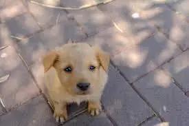 Enlarge Babie- PROD TEST- Not for adoption, a Adoptable Golden Retriever in Gray Summit, MO image 2/3