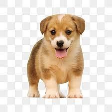 Enlarge Babie- PROD TEST- Not for adoption, a Adoptable Golden Retriever in Gray Summit, MO image 3/3