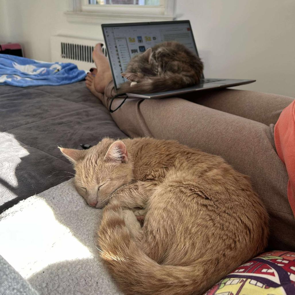 Penne, Adoptable, Young Female Domestic Short Hair.