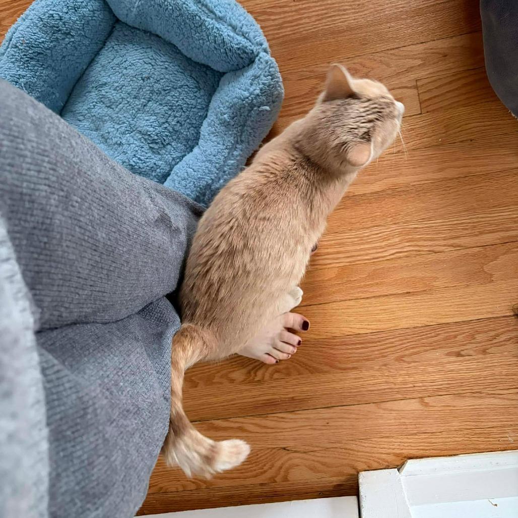 Enlarge Penne, a Adoptable Domestic Short Hair in Jarrettsville, MD image 2/6