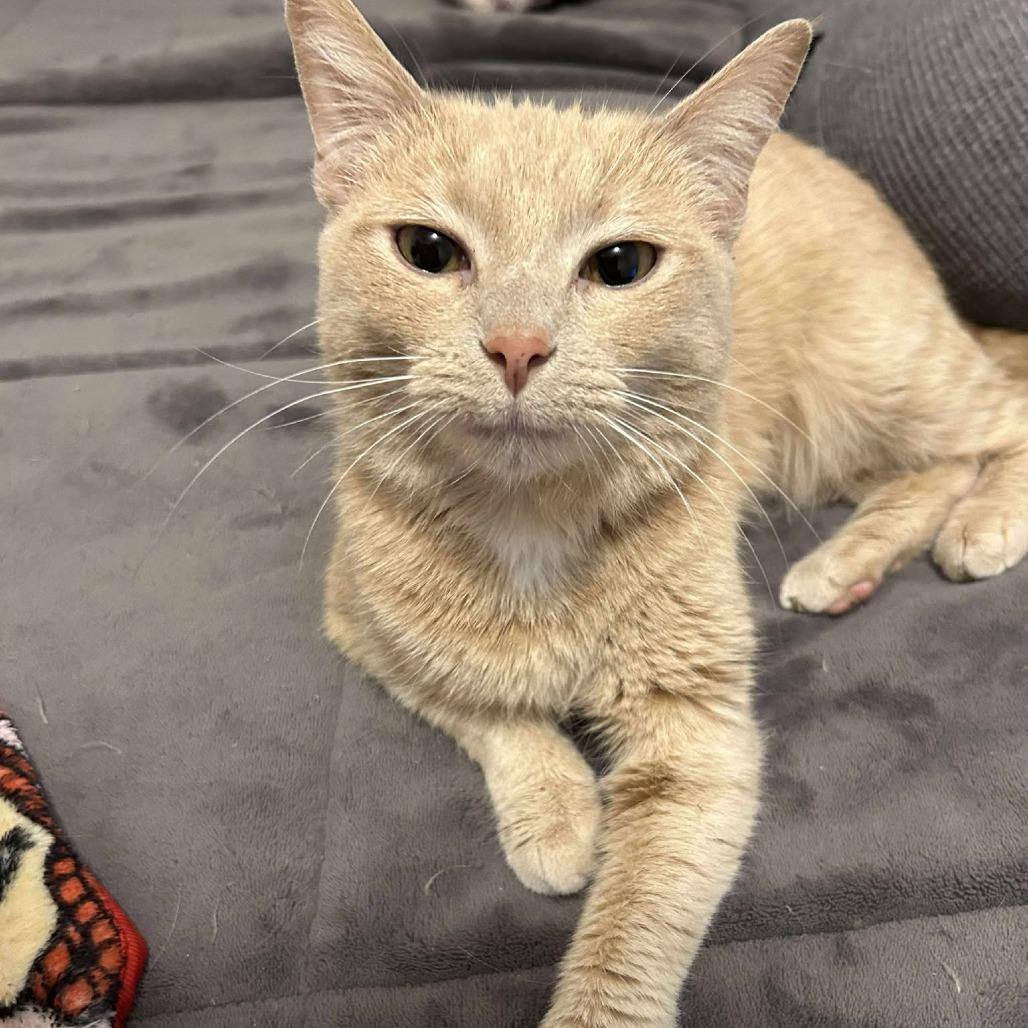 Enlarge Penne, a Adoptable Domestic Short Hair in Jarrettsville, MD image 3/6