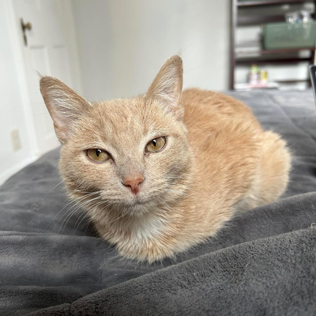 Enlarge Penne, a Adoptable Domestic Short Hair in Jarrettsville, MD image 4/6