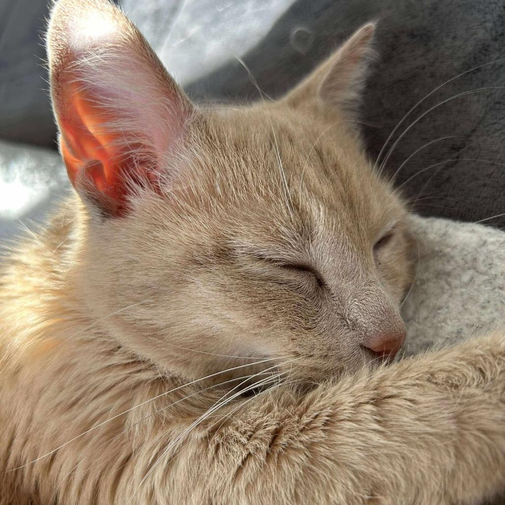 Enlarge Penne, a Adoptable Domestic Short Hair in Jarrettsville, MD image 5/6