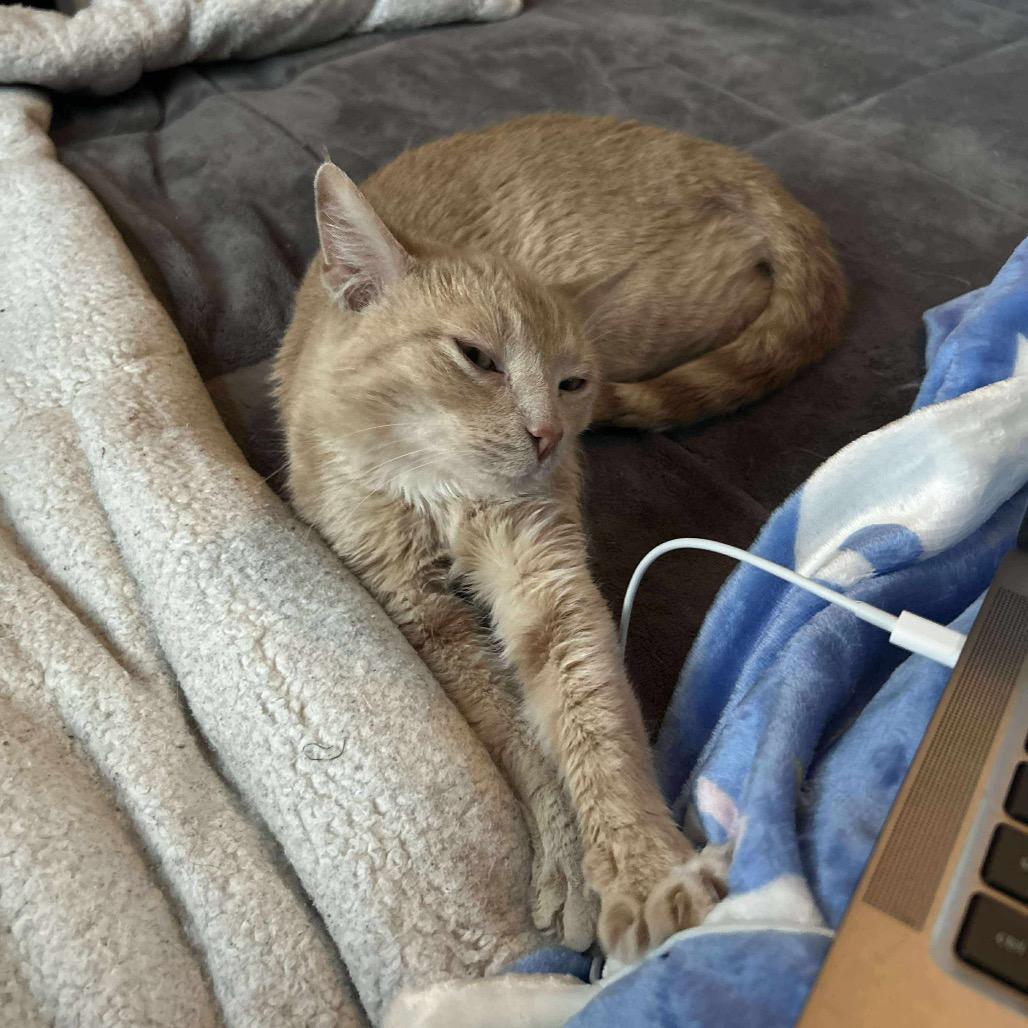 Enlarge Penne, a Adoptable Domestic Short Hair in Jarrettsville, MD image 6/6