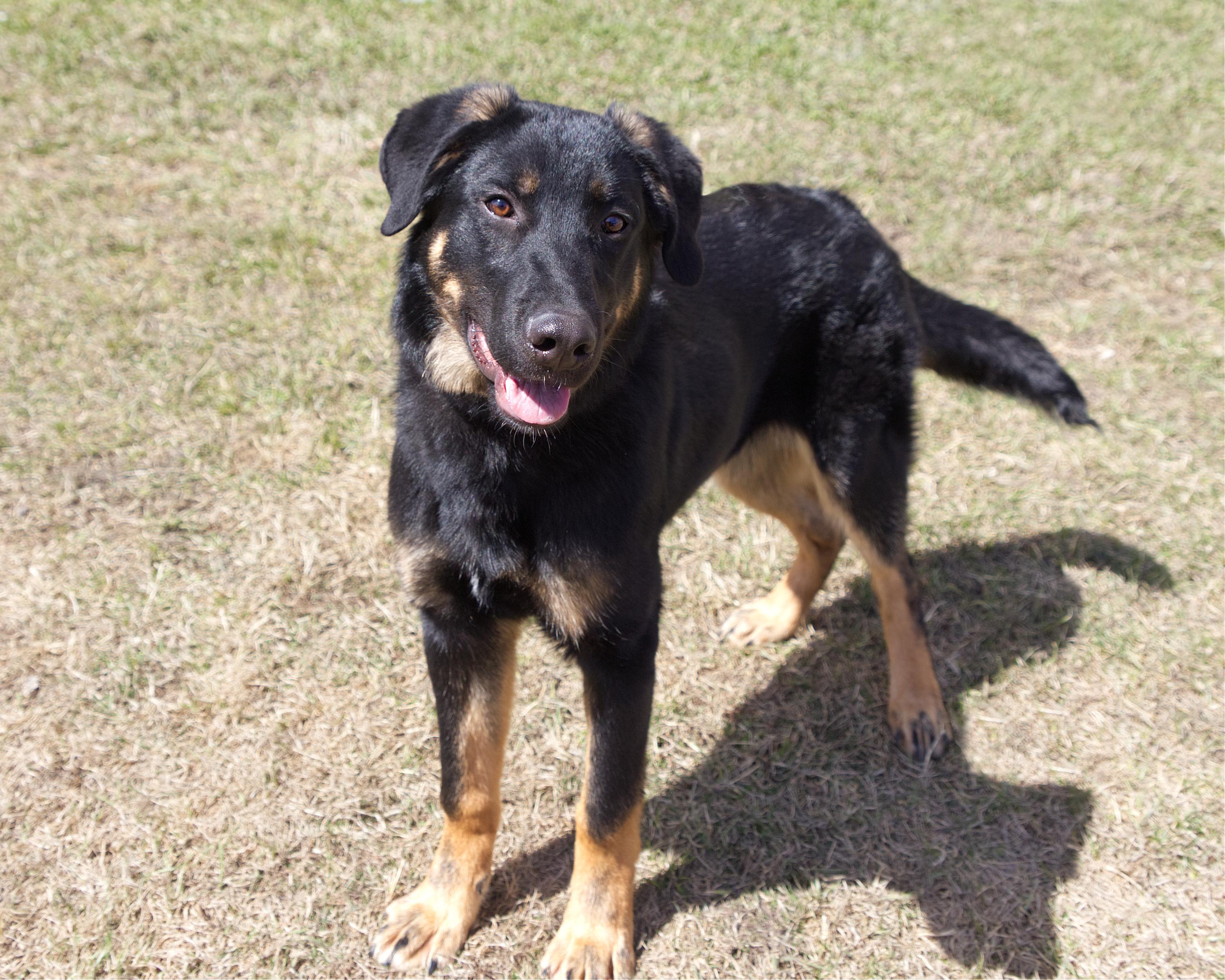 Enlarge Stewie, an adoptable mixed breed in Winnipeg, MB image 2/3