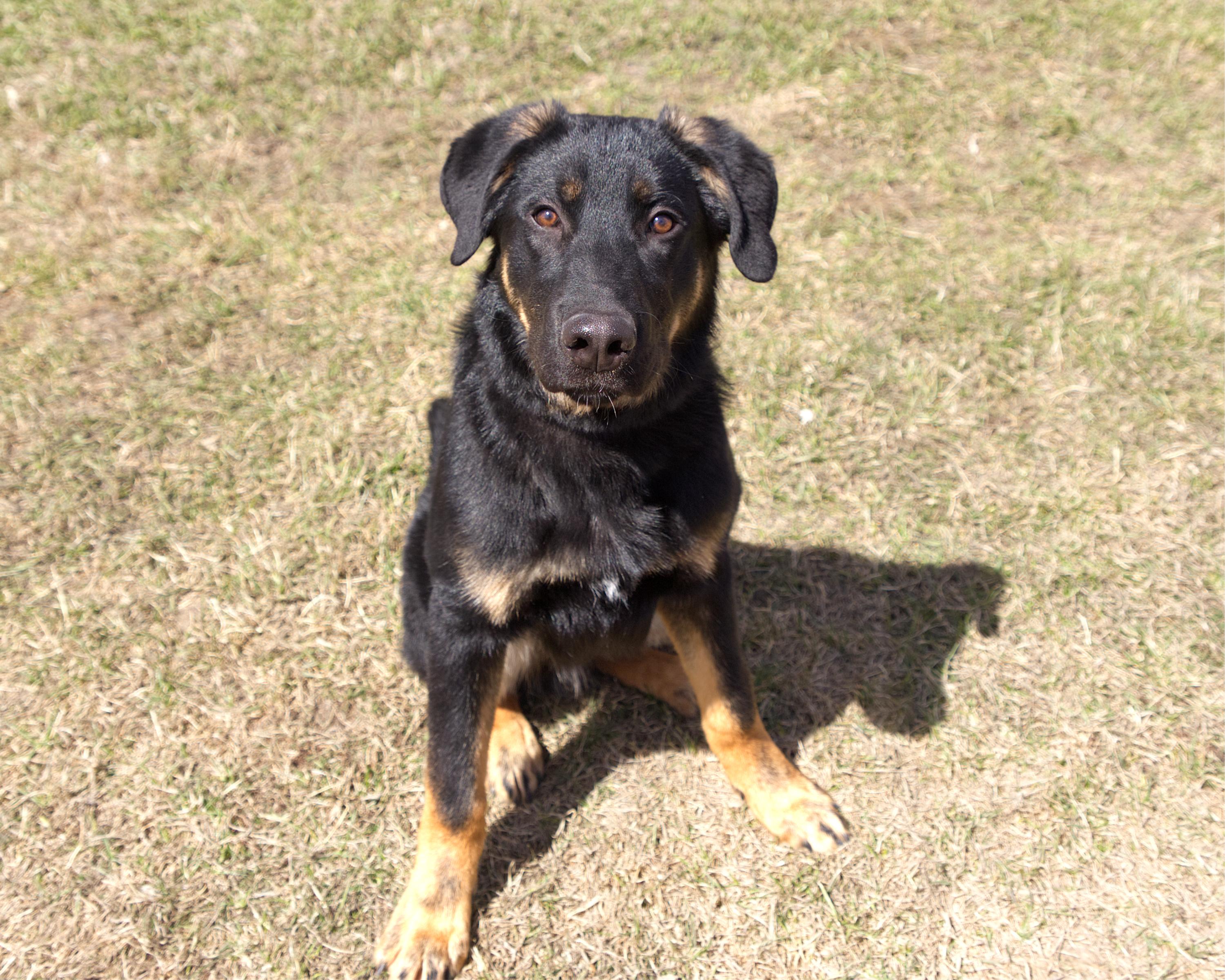 Enlarge Stewie, an adoptable mixed breed in Winnipeg, MB image 3/3