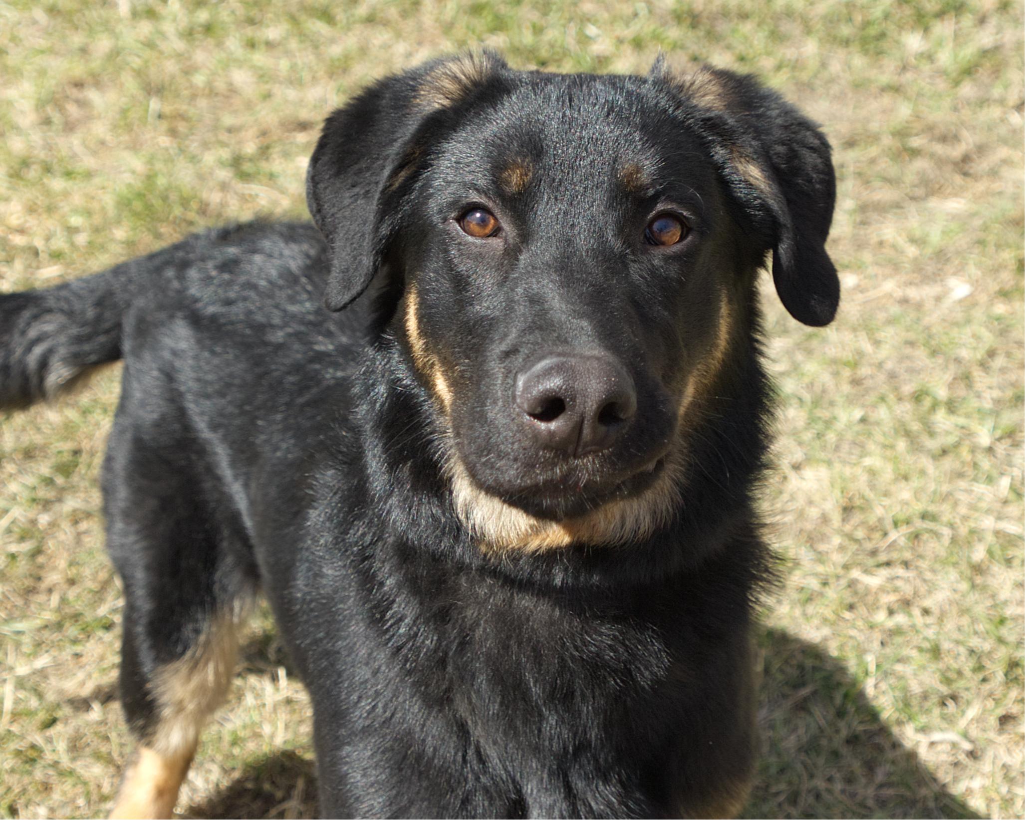 Enlarge Stewie, an adoptable mixed breed in Winnipeg, MB image 1/3