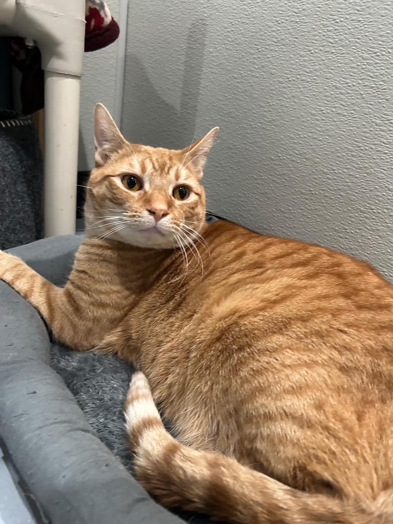 Nugget, Adoptable, Adult Male Domestic Short Hair.