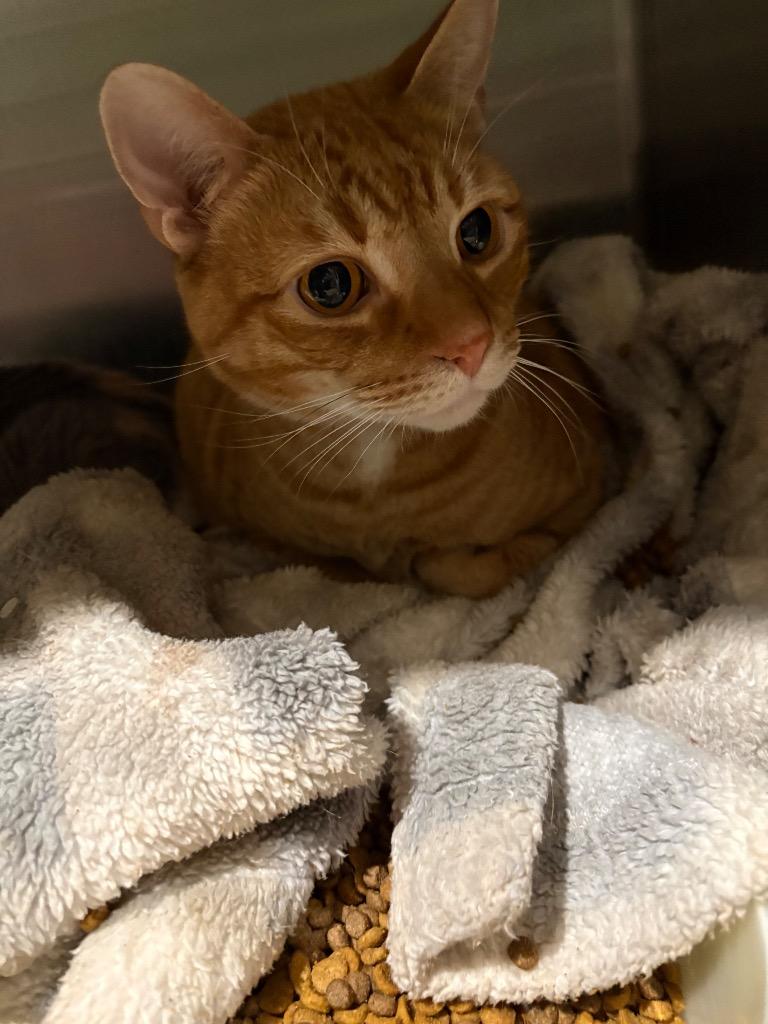 Nugget, Adoptable, Adult Male Domestic Short Hair.