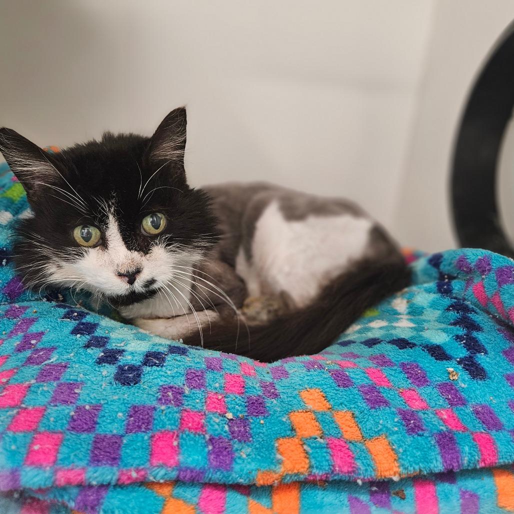 Sidney, Adoptable, Senior Female Domestic Medium Hair.