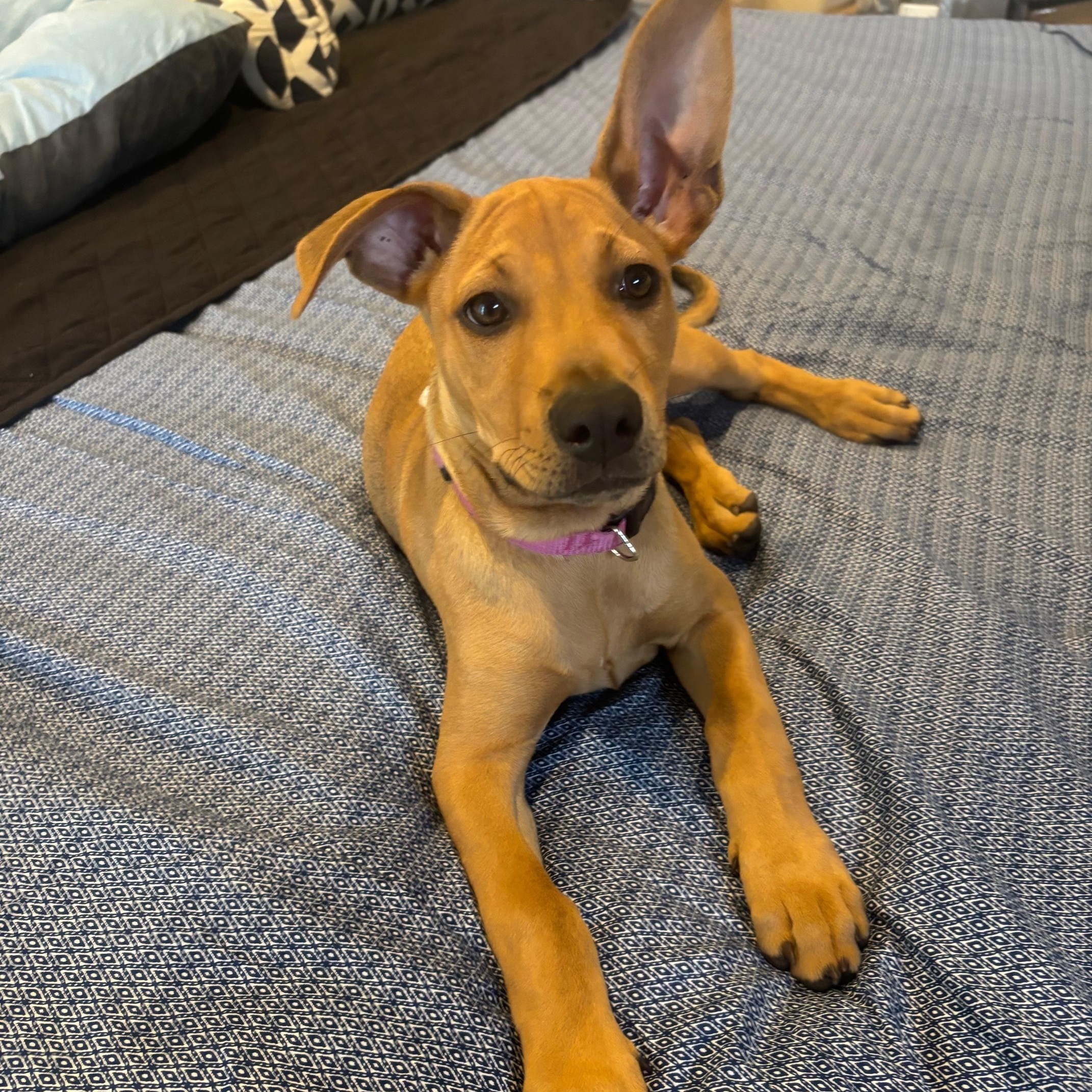 North, a Adopted mixed breed in DELRAY BEACH, FL image 1/6