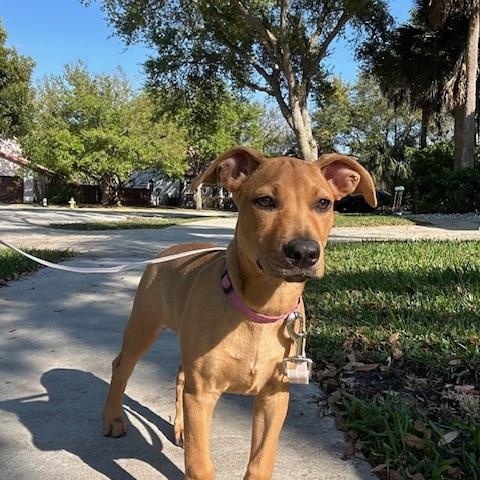 North, a Adopted mixed breed in DELRAY BEACH, FL image 2/6